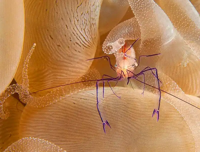 Philippine anemone shrimp (Vir philippinensis)