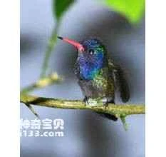 Blue-throated Goldentail Hummingbird (Hylocharis eliciae)