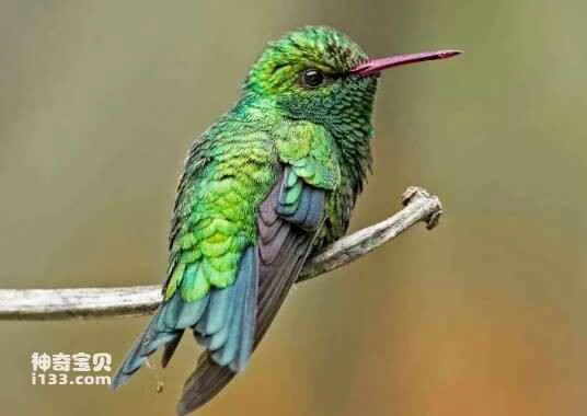Red-billed Emerald Hummingbird (Chlorostilbon gibsoni)