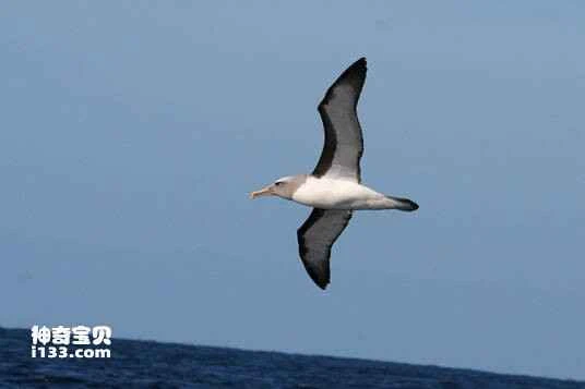 New Zealand Albatross, Thalassarche bulleri, Buller's Albatross