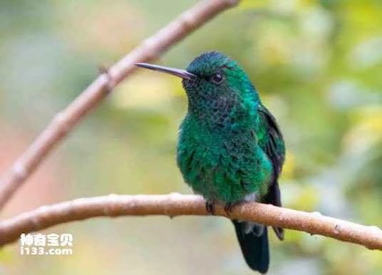 Western Emerald, Chlorostilbon melanorhynchus