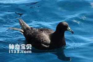 Black-faced petrel, Procellaria parkinsoni, Parkinson's Petrel