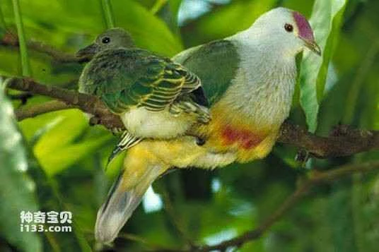 Ptilinopus rarotongensis, Cook Islands Fruit-dove
