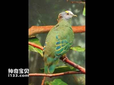 The small purple-crowned fruit dove, *Ptilinopus coronulatus*, Coroneted Fruit-dove, Coroneted Fruit Dove