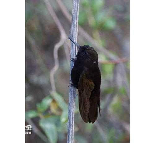 Black Metaltail Hummingbird