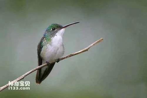 White-tailed Hummingbird, Eupheusa policerca