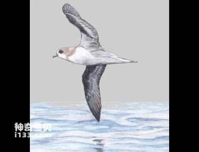 Madeira Roundtail Shepherd, Pterodroma madeira, Zino's Petrel