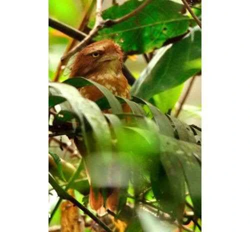 Pale-headed Frogmouth (Batrachostomus poliolophus)