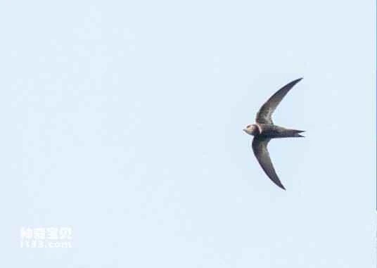 Malagasy Black Swift, Apus balstoni