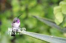 Mexican Sheartail (Doricha eliza)