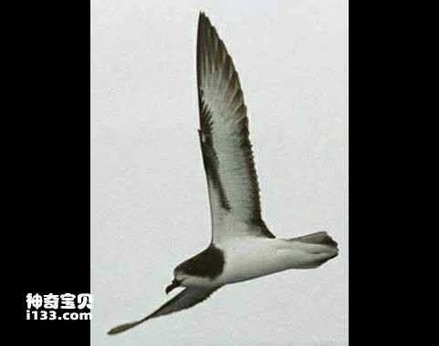 White-winged Roundtailed Shepherd, Pterodroma leucoptera, Gould's Petrel