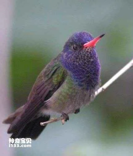 Blue-throated Hummingbird, *Lampornis clemenciae*