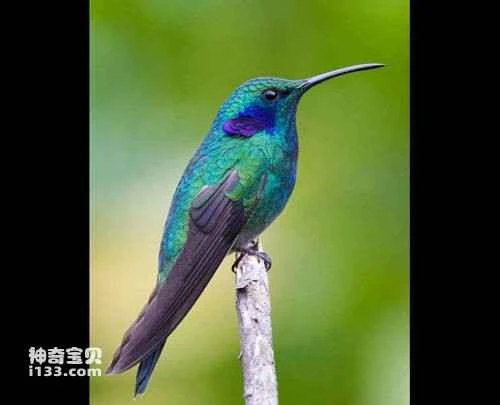 Emerald-chinned hummingbird, Abeillia abeillei