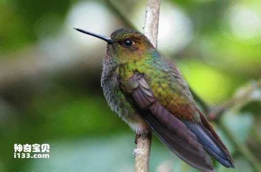 Yellow-legged hummingbird, *Haplophaedia assimilis*, Buff-thighed Puffleg