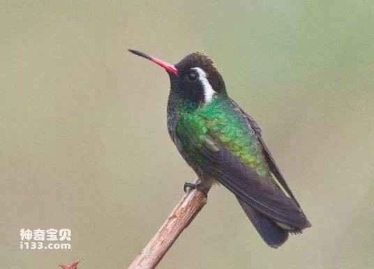 White-eared Hummingbird (Basilinna leucotis)