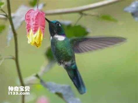 Wedge-billed Hummingbird, Augastes geoffroyi
