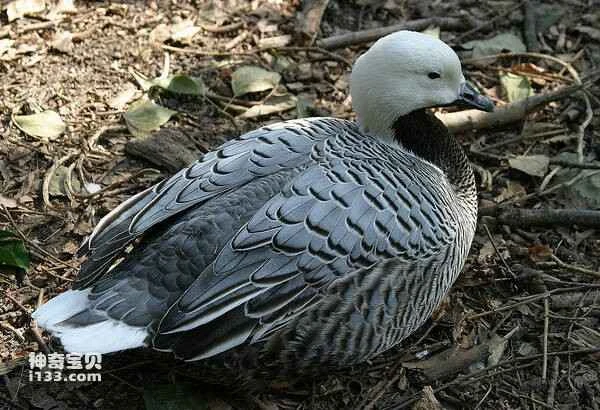 2023030212188182.jpg 7c71a449eaacaa784e208709f2e61566_九雷图片转换器.jpg