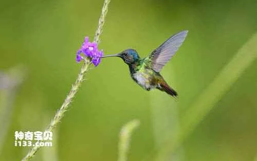 Green-fronted Hummingbird (Agyrtria viridifrons)