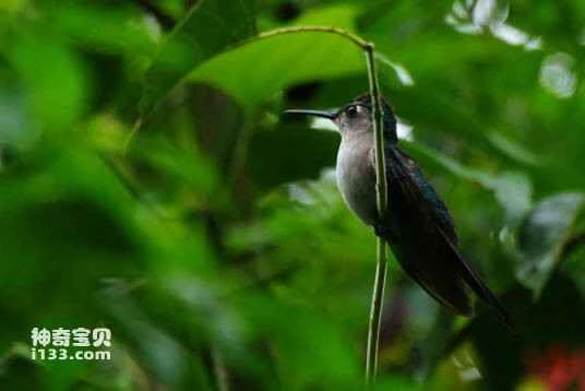 Wedge-tailed Sabrewing, Campylopterus curvipennis