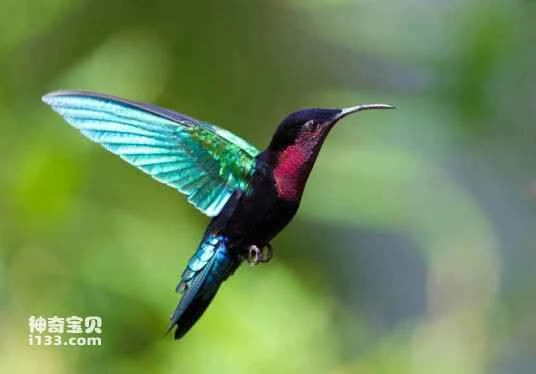 Purple-throated Sunangel (Heliangelus viola)