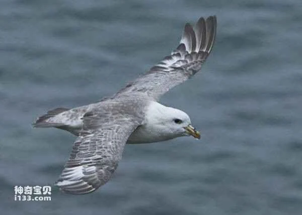 Silver-grey storm petrel, *Fulmarus glacialoides*, Southern Fulmar