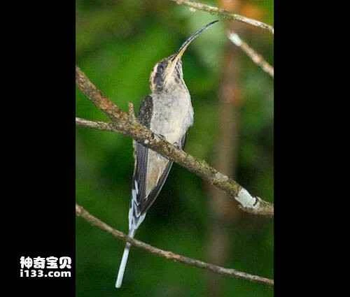 Black-throated Hermit, *Phaethornis atrimentalis*