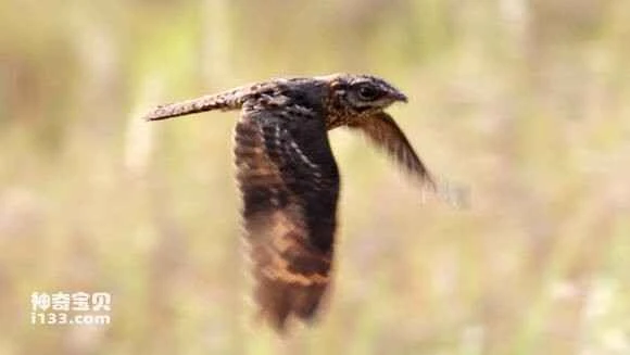 2023041795137672.jpg 31adc6ed8a136327e160e6da988fa0ec09fac739_九雷图片转换器.jpg