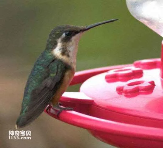 2023032521123248.jpg 0b46f21fbe096b6397a08a2a08338744ebf8ac0b_九雷图片转换器.jpg