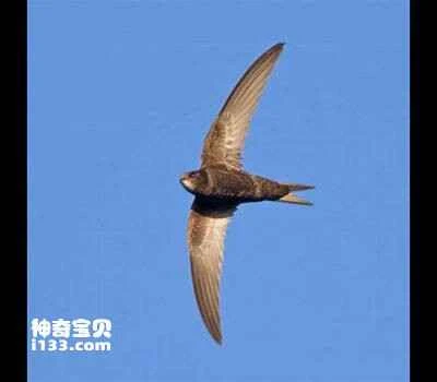 Cang Yuyan, Apus pallidus, Pallid Swift