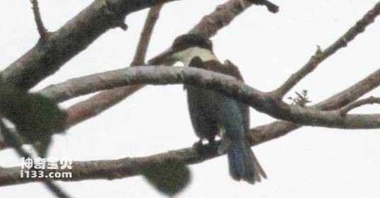 Luisia Islands Emerald, Small Emerald Isle, Todiramphus colonus, Islet Kingfisher