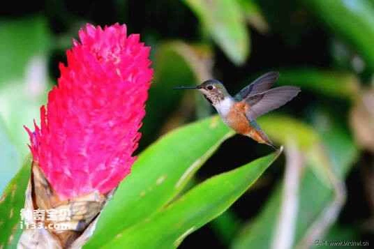 Royal Sunangel (Heliangelus regalis)