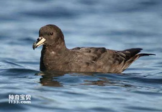Great Black Shepherd, Procellaria westlandica, Westland Petrel
