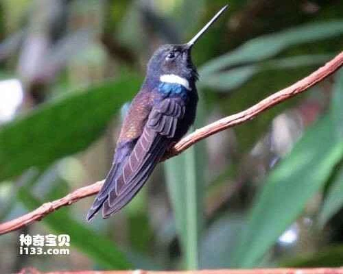 Purple-backed Thornbill, *Ramphomicron microrhynchum*