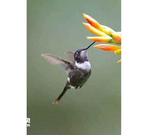 Purple-throated Starfronlet (Coeligena violifer)