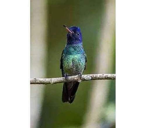 Blue-headed Sapphire (Hylocharis grayi)