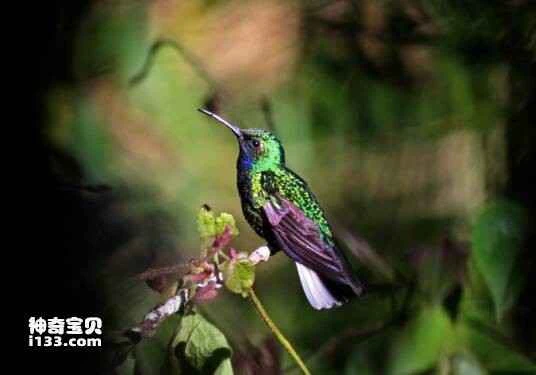 White-tailed Sabrewing, Campylopterus ensipennis