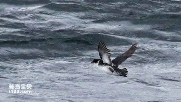 2023031628977818.jpg 9c43336134a85edf7989dbe242540923dc547559_九雷图片转换器.jpg