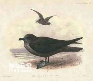Short-billed round-tailed petrel, Aphrodroma brevirostris, Kerguelen Petrel