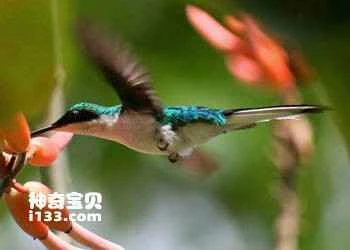 Purple-crowned Fairy (Heliothryx barroti)