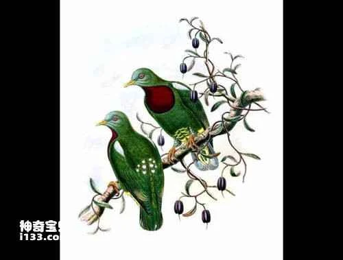 White-headed Fruit-dove (Ptilinopus eugeniae)