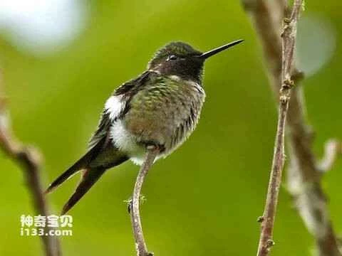 Calliphlox amethystina, Amethyst Woodstar
