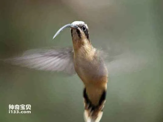 Long-billed Hermit, also known as the Western Long-tailed Hermit or Phaethornis longirostris.