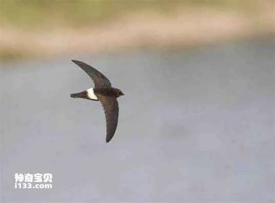 Apus horus, Horus Swift