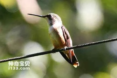 Striped-throated Hermit (Phaethornis striigularis)