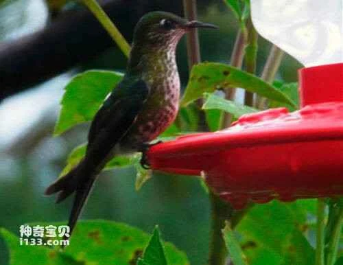 Black-backed Thornbill (Ramphomicron dorsale)