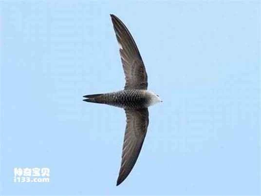 Bradfield's Swift