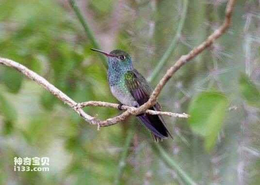 Honduran hummingbird, Polyerata luciae, Honduras Emerald