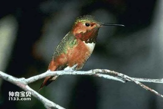 Allen's Hummingbird (Selasphorus sasin)
