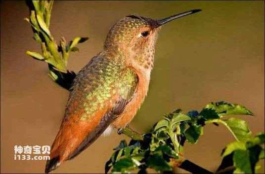 Saint Marsh hummingbird, Campylopterus phainopeplus