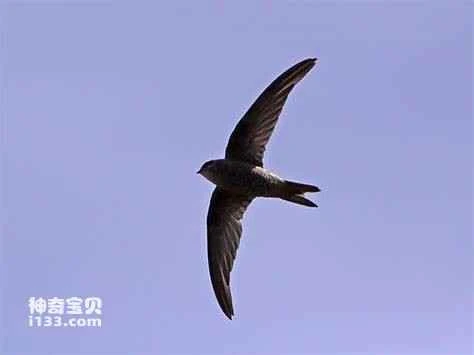 Apus alexandri, Alexander's Swift